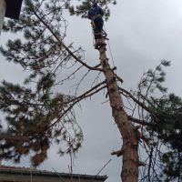 Рязане и Кастрене на Опасни Дървета - Вишка Пловдив - Достъпни Цени, снимка 3 - Други почистващи услуги - 45781229