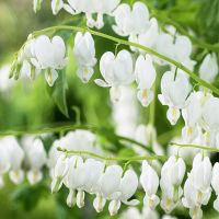 Бяло Дамско сърце, снимка 2 - Градински цветя и растения - 45353610