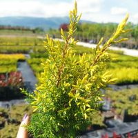 Юниперус комунис Gold Cone (Juniperus communis Gold Cone), снимка 15 - Градински цветя и растения - 45586752