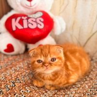 Шотландски клепоухи котета, снимка 2 - Британска късокосместа - 40741695