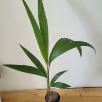 Кокосова палма, снимка 3 - Градински цветя и растения - 46123289
