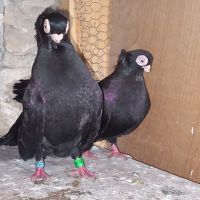 Продавам плевенски и варненски гълъби , снимка 2 - Гълъби - 45509162