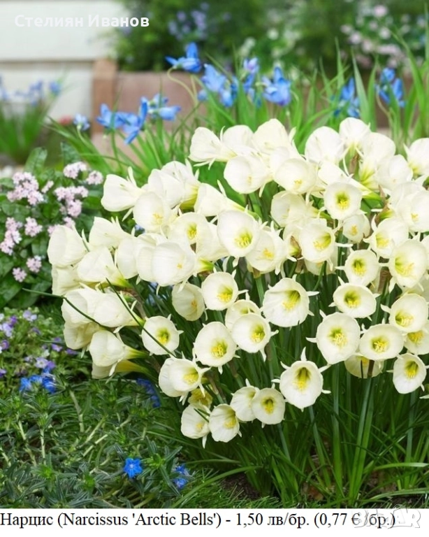 Нарцис (Narcissus 'Arctic Bells') - луковици, снимка 1