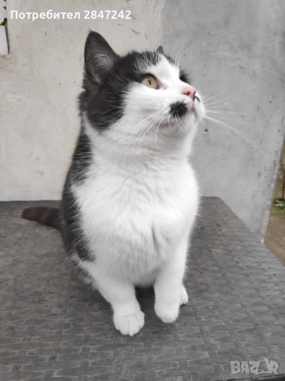 Домашни котенца , снимка 1