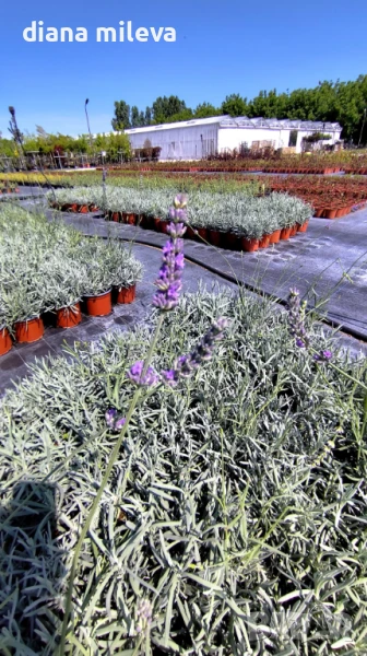 Лавандула Гросо, Lavandula intermedia Grosso , снимка 1