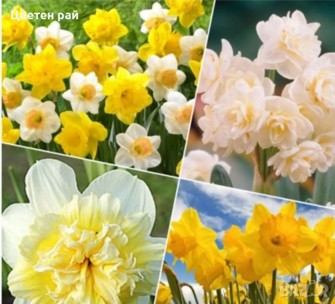 Луковици на нарциси микс 10бр , снимка 1