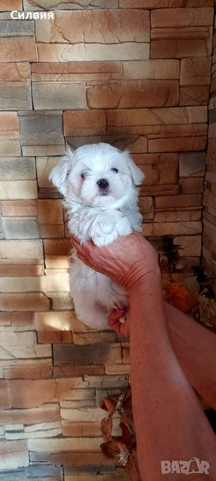 предлагам малтийски болонки , снимка 1