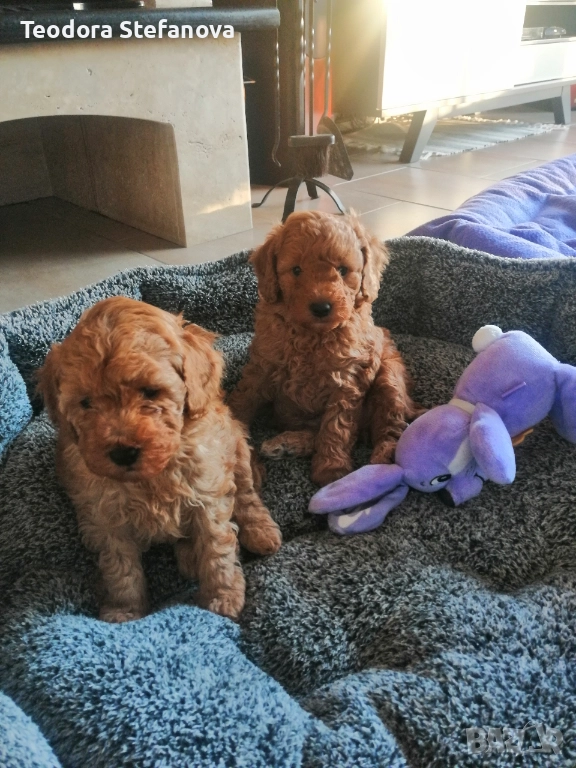Мини пудели , снимка 1