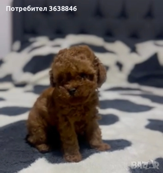 Пудел Теа къп, снимка 1