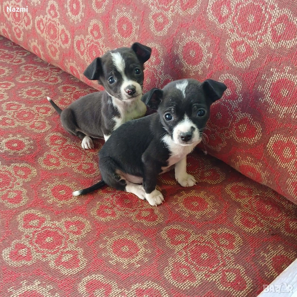 продавам пинчери , снимка 1