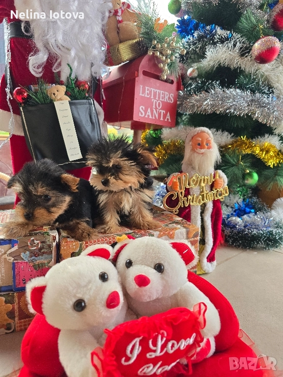 мини йоркширски териер, снимка 1