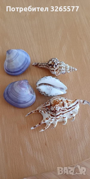 Миди, охлюви, снимка 1