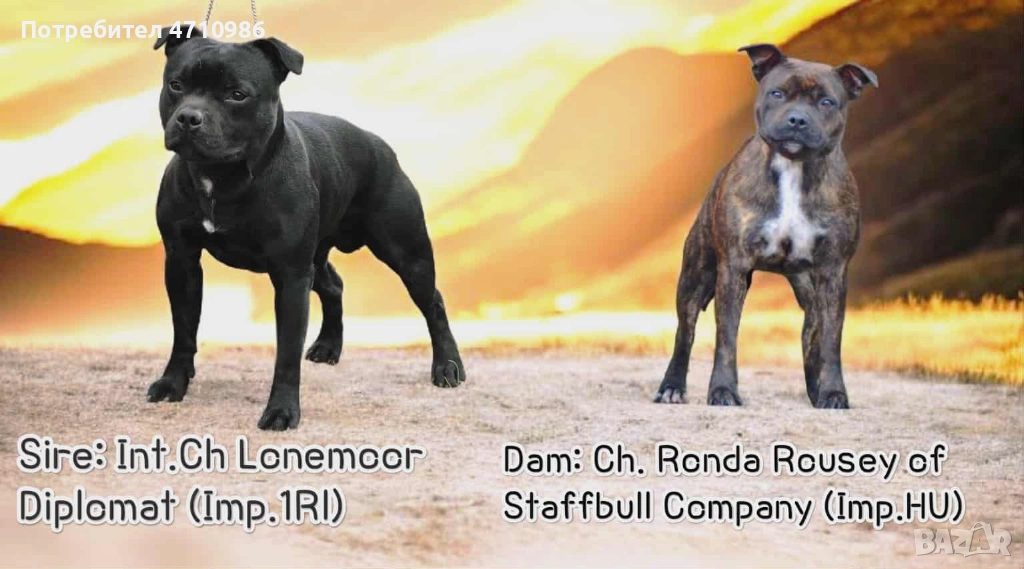 стафордширски бултериер, снимка 1