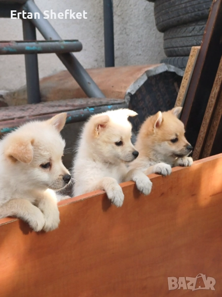 Померанчета мъжки и женски, снимка 1