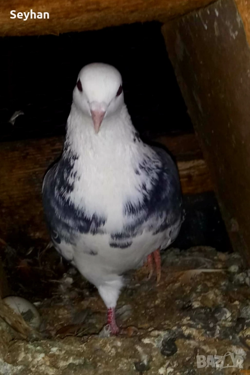 Гълъби типлери , снимка 1