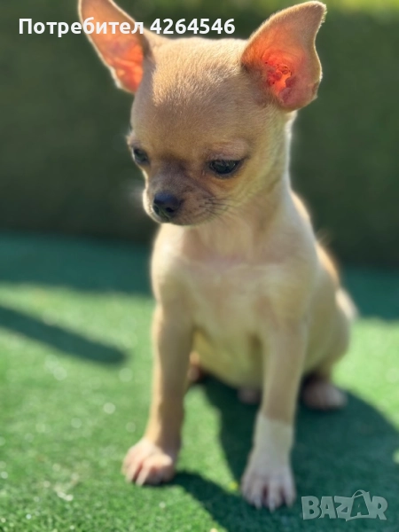 Мини момче, снимка 1