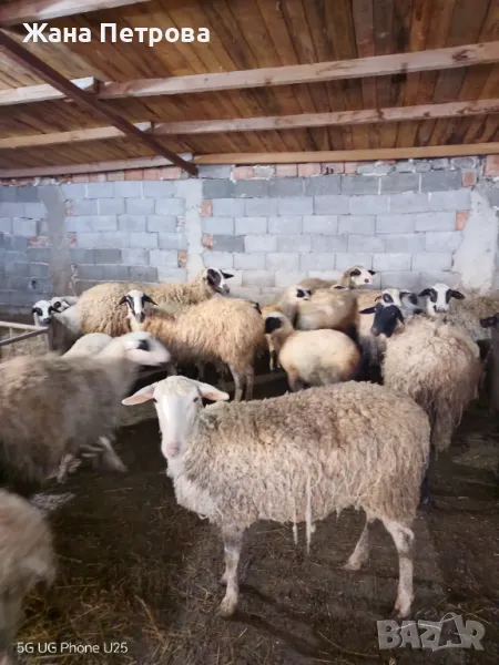 Овце-порода лаком , снимка 1