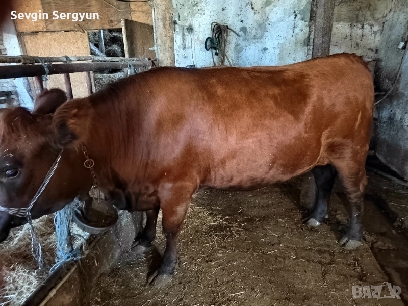 продавам месо обл. Шумен тел. 0897544628, снимка 1