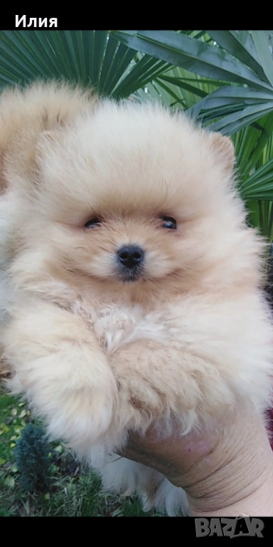Продавам померани , снимка 1