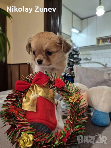 Чихуахуа , снимка 3 - Чихуахуа - 52695534