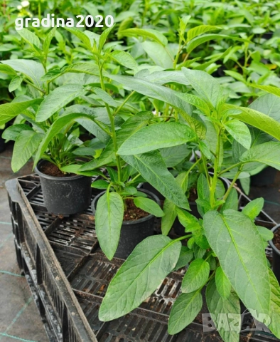 Пепино -Пъпешово дърво СЕЗОННА РАЗПРОДАЖБА !!!, снимка 7 - Разсади - 50425686