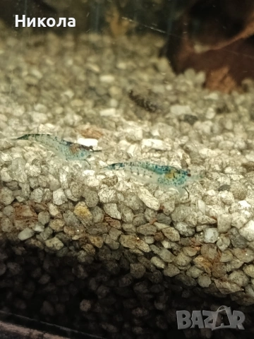 Декоративни скаридки Блу рили карбон и малки Анциструсчета!, снимка 7 - Рибки - 53771236