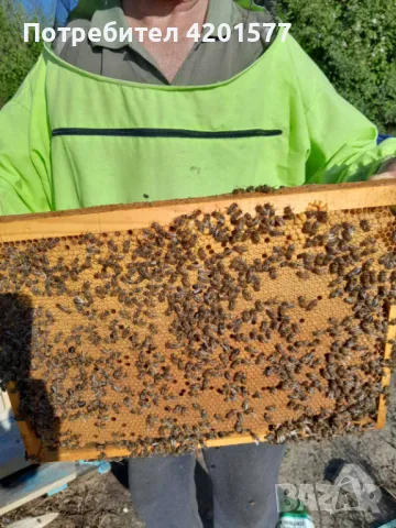 Продавам отводки и пчелни майки сезон 2026 г., снимка 3 - За пчели - 49775838