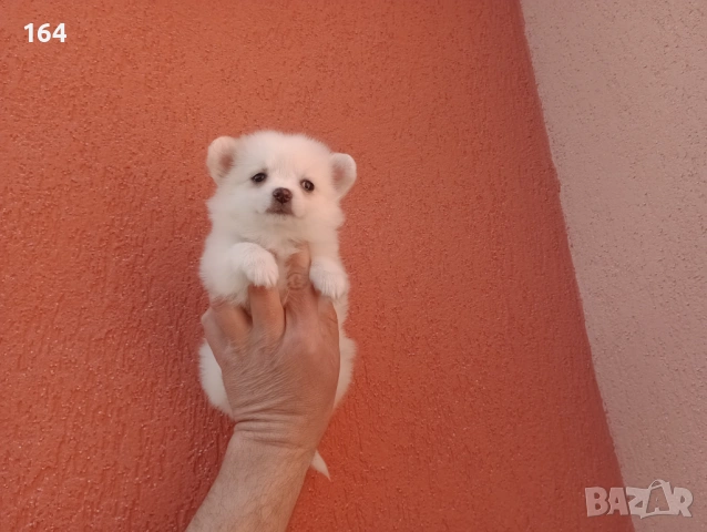 Мини Шпиц - Померан. Мъжки и женски кученца. , снимка 10 - Померан - 53743617