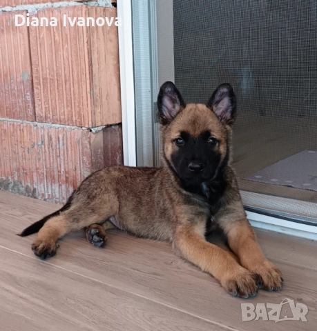 Подарявам Белгийска овчарка на 8 месеца , снимка 9 - Белгийска овчарка - 53276385
