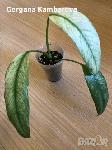 Rhaphidophora Megasperma Gorilan Marble , снимка 2 - Стайни растения - 49881443