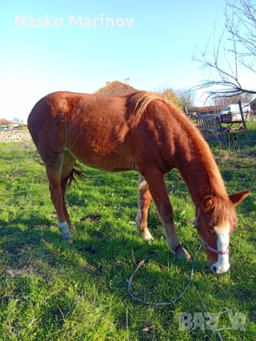 Кобила с ж.конче, снимка 4 - Коне - 52631182