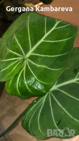 Philodendron Gloriosum , снимка 1 - Стайни растения - 47068278