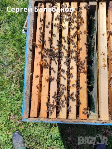 пчелни семейства, снимка 4 - Други животни - 54104025