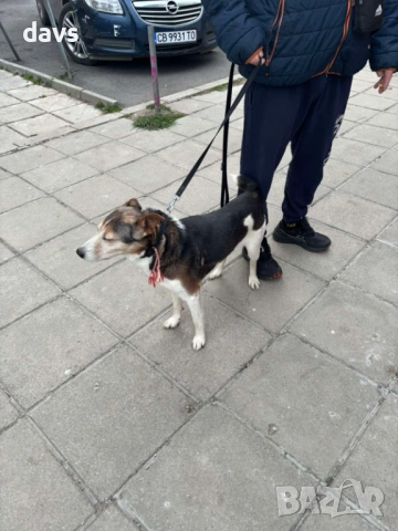 Добродушен Mладеж Tърси Дом, снимка 4 - Други - 53994566