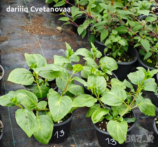 Фуксия за Градинска3.85€ и Каскадна 2.90€, снимка 16 - Градински цветя и растения - 54205891