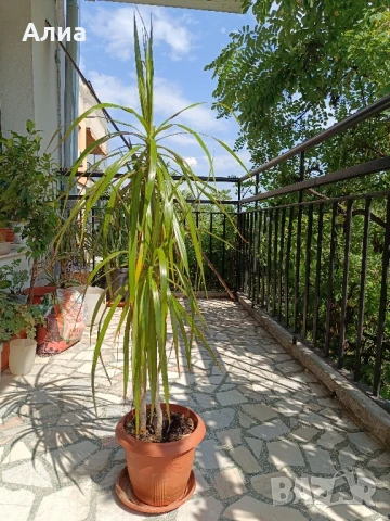 Фикус бенджамин 170см, драцена 120см, снимка 14 - Градински цветя и растения - 34362136