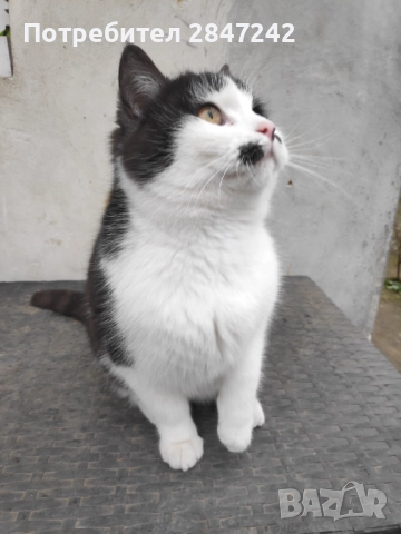 Домашни котенца 