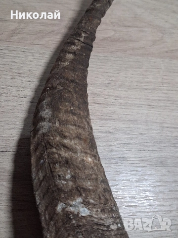 Стар Рог от Коза , снимка 7 - Антикварни и старинни предмети - 54175315