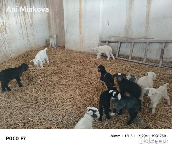 Здравейте продавам ярета на няколко дни сукалчета за доотглеждане както и за колене, снимка 2 - Кози - 53915803