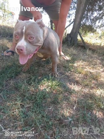 Американско Покет були, снимка 2 - Други - 53712245