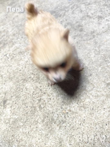 шпиц померан , снимка 10 - Шпиц - 52793634