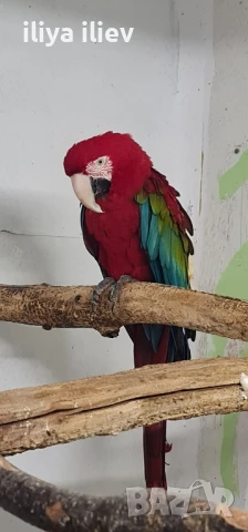 Двойка зеленокрила ара 2011, снимка 3 - Папагали - 51357895