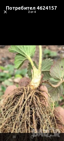 Продавам разсад ягоди, снимка 9 - Сортови семена и луковици - 54183157