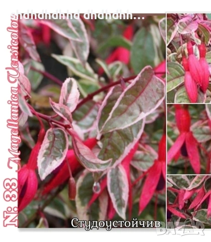 👑Фуксия Градинска и Каскадна , снимка 13 - Други - 54270498