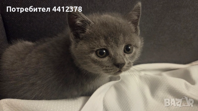 британски сини късокосмести котета , снимка 3 - Британска късокосместа - 52928097