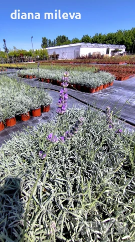 Лавандула Гросо, Lavandula intermedia Grosso , снимка 1