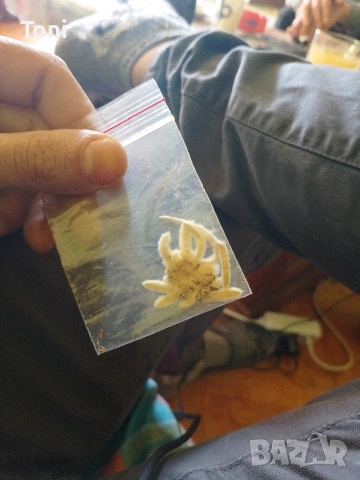 растение еделвайс цената е по договаряне 