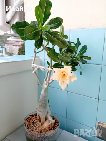 Адениум - Пустинна роза, снимка 6 - Стайни растения - 33928441