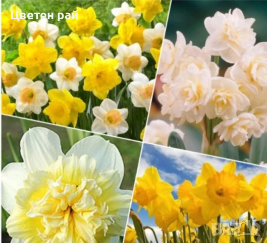 Луковици на нарциси микс 10бр 