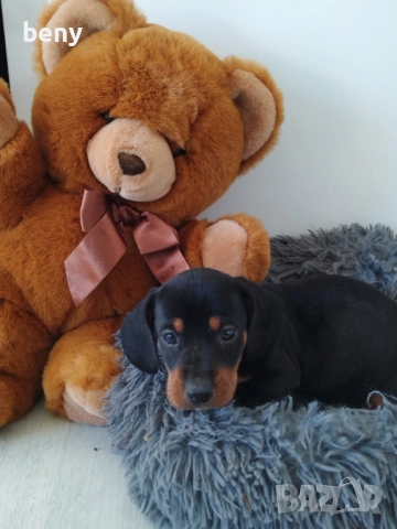 Мъжко Дакелче, снимка 7 - Дакели - 52938767